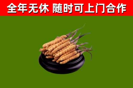 德庆烟酒回收冬虫夏草.jpg